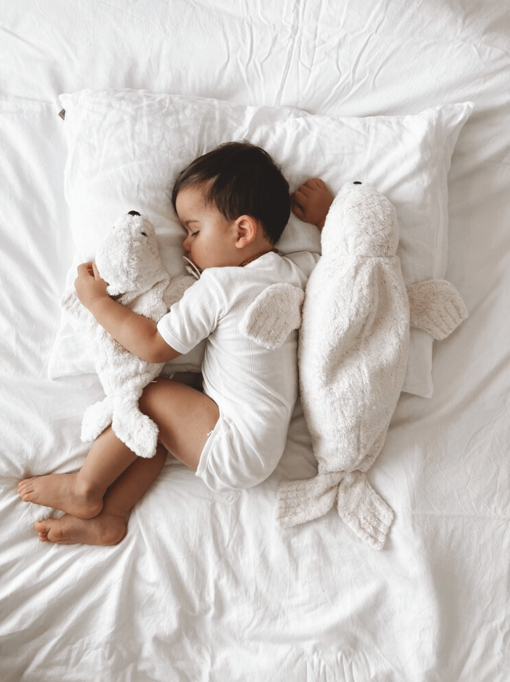 NEW! Senger - GOTS Organic Cotton & Wool Stuffed Animal - Small White Seal - Nature's Wild Child