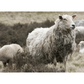 NEW! Magic Felt - Rare Wool Slippers - Boiled Wool & Leather (4 colors) - Nature's Wild Child