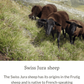 NEW! Magic Felt - Rare Wool Slippers - Boiled Wool & Leather (4 colors) - Nature's Wild Child